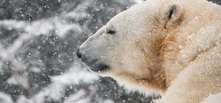 POLAR BEARS DON’T HIBERNATE, HABITAT DOESN’T CLOSE FOR WINTER