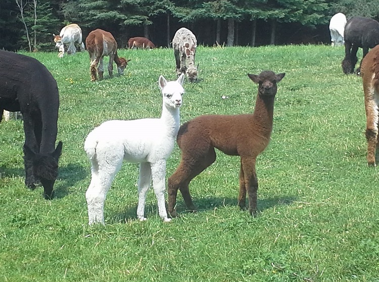 Alpaca farming is part of our region’s agriculture sector