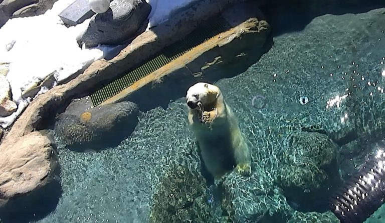Cochrane polar bears back on camera