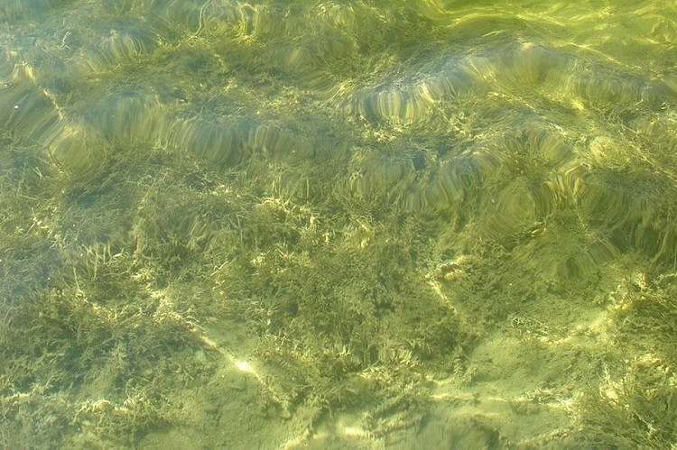 Remi Lake suspected site of blue-green algae