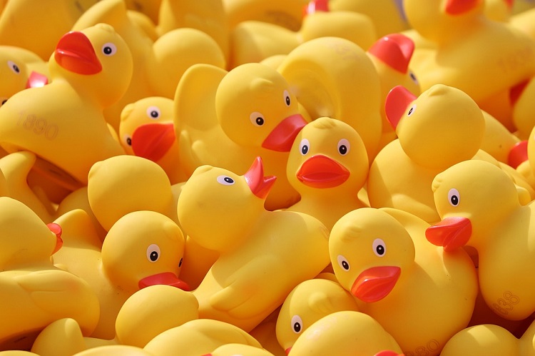Painting the Mattagami River yellow with rubber ducks during Kayak Festival