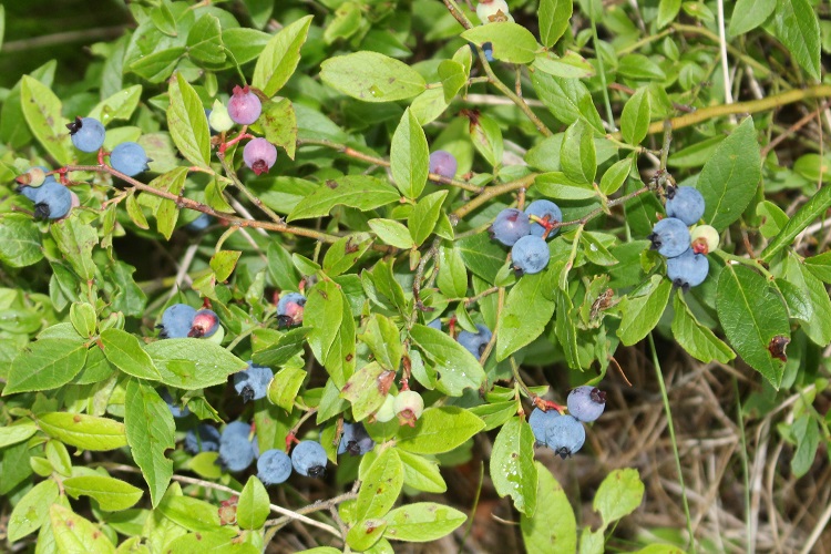 Bumper crop in the bush should keep bear problems down through Spring 2020