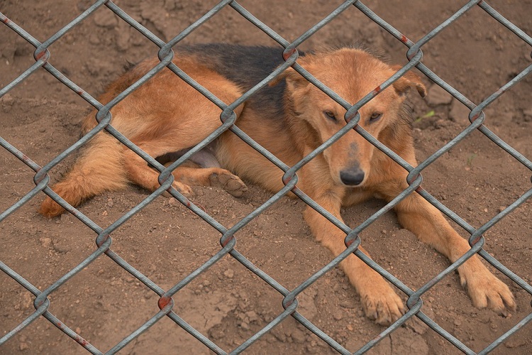 Animal cruelty officers expand their territory