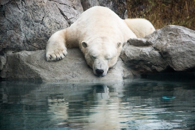 Pros and cons of keeping Polar Bear Habitat aired at open houses