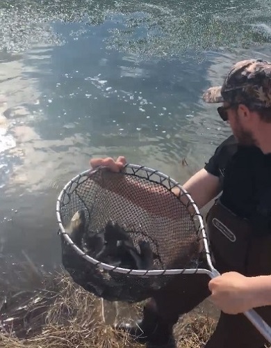 Gamekeepers club improves trout fishing in Lake Commando, ‘jewel of the town’