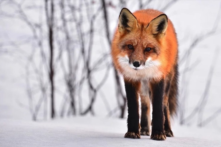 Don’t feed the foxes: MNRF