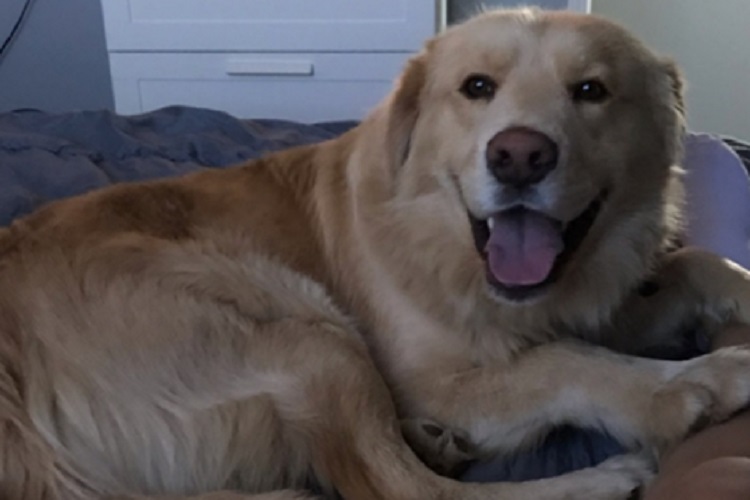 CRIME STOPPERS: Cruelty to dogs