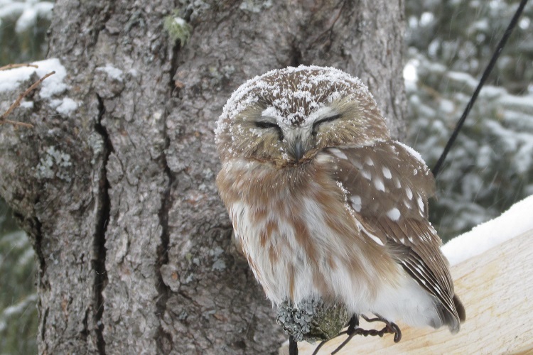 Owl isn’t rare; spotting one in daylight is