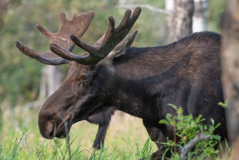 illegal moose hunt has four people facing major fines and hunting license suspensions