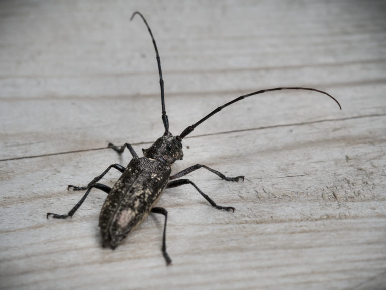 White spotted Sawyer Beetles ‘Spruce Bugs’ provide major help to environment