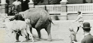 Cochrane history: The time that circus elephants helped build a school in town