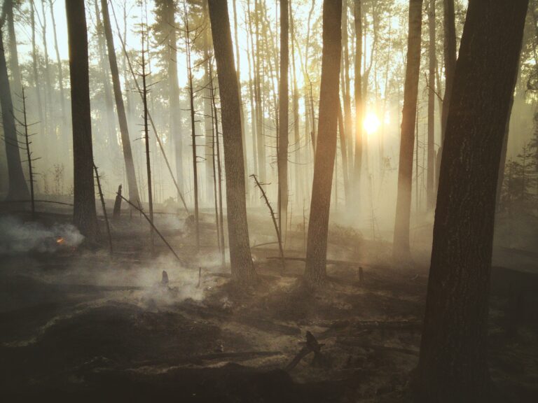 Timmins area is the hotspot for forest fires in the north