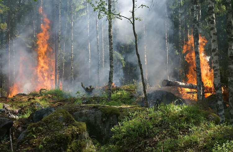 MNRF reporting over 700 wildland fires so far this year