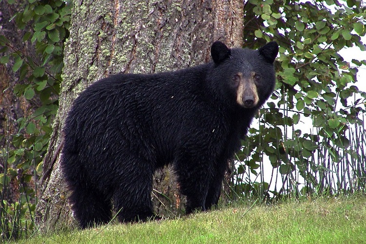 Protect yourself from bears coming out of hibernation earlier than normal