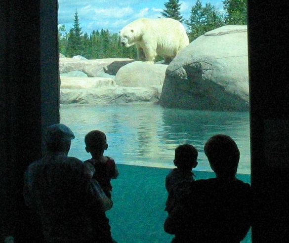 Gala June 8th celebrates 20 years of the Cochrane Polar Bear Habitat